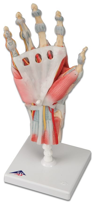 main avec ligaments et muscles